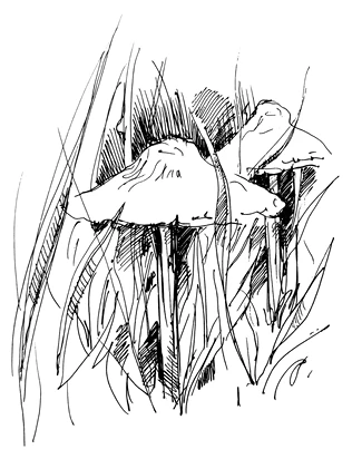 Иллюстрация к книге — Ведьмин смех [book-illustration-52.webp]