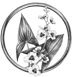 Иллюстрация к книге — Золотая свирель. Том 2 [book-illustration-22.webp]