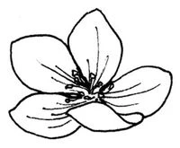 Иллюстрация к книге — Янтарь рассеивает тьму. Каин [book-illustration-44.webp]