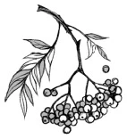 Иллюстрация к книге — Пташка [book-illustration-4.webp]