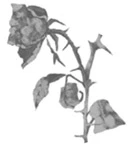 Иллюстрация к книге — Грех в твоей крови [book-illustration-26.webp]