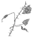 Иллюстрация к книге — Грех в твоей крови [book-illustration-33.webp]