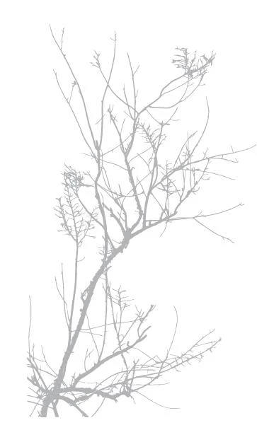 Иллюстрация к книге — Секреты семьи Леконт [book-illustration-2.webp]