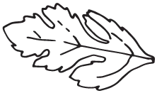 Иллюстрация к книге — Две хризантемы [book-illustration-6.webp]