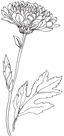 Иллюстрация к книге — Две хризантемы [book-illustration-9.webp]