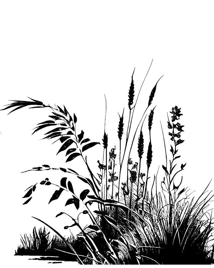 Иллюстрация к книге — Аир. Хозяин болота [book-illustration-8.webp]