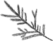 Иллюстрация к книге — Йага. Колдовская невеста [book-illustration-1.webp]