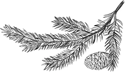 Иллюстрация к книге — Йага. Колдовская невеста [book-illustration.webp]