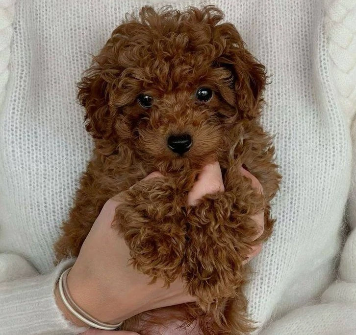 Иллюстрация к книге — Девочка, подчиняйся! Отец подруги [book-illustration-6.webp]