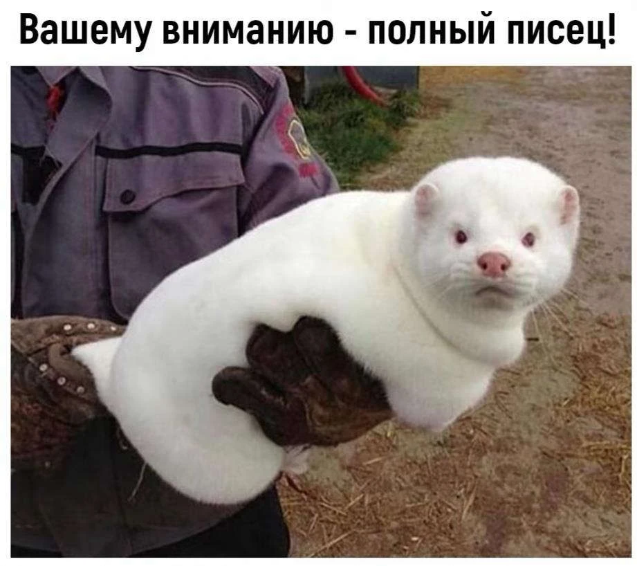 Иллюстрация к книге — Новый Рал 2 [book-illustration-8.webp]