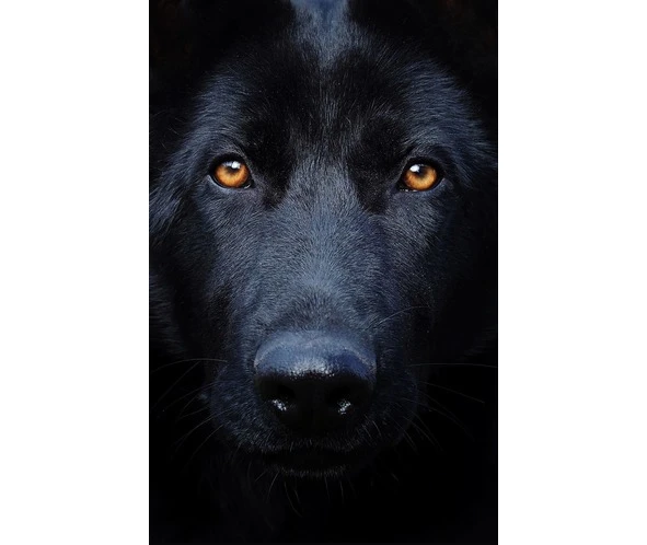 Иллюстрация к книге — Цифровая гигиена. Том 2 [book-illustration-105.webp]