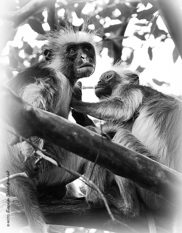 Иллюстрация к книге — Танзания без тормозов, или Вынос мозга по-африкански. Записки путешественника [book-illustration-20.webp]