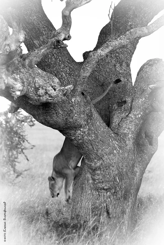 Иллюстрация к книге — Танзания без тормозов, или Вынос мозга по-африкански. Записки путешественника [book-illustration-42.webp]