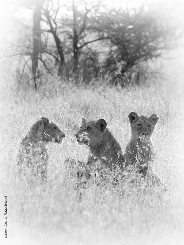 Иллюстрация к книге — Танзания без тормозов, или Вынос мозга по-африкански. Записки путешественника [book-illustration-43.webp]