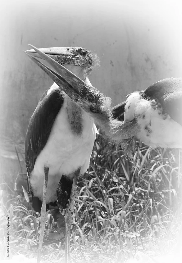 Иллюстрация к книге — Танзания без тормозов, или Вынос мозга по-африкански. Записки путешественника [book-illustration-47.webp]