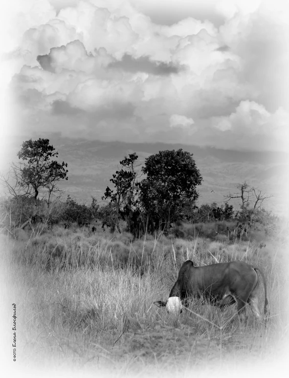 Иллюстрация к книге — Танзания без тормозов, или Вынос мозга по-африкански. Записки путешественника [book-illustration-8.webp]