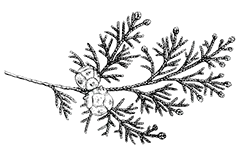 Иллюстрация к книге — Дилогия «Аконит, Фантом» [i_004.webp]