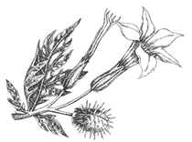 Иллюстрация к книге — Дилогия «Аконит, Фантом» [i_007.webp]