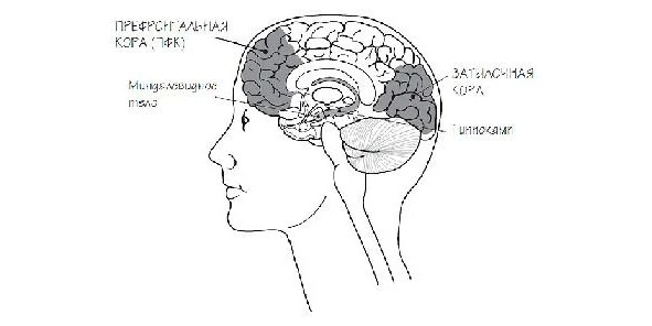 Иллюстрация к книге — Сыны Сэма. Убийцы влюбленных парочек [book-illustration-5.webp]