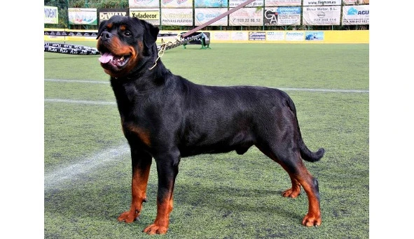 Иллюстрация к книге — Криминальные очерки. Книга 4 [book-illustration.webp]