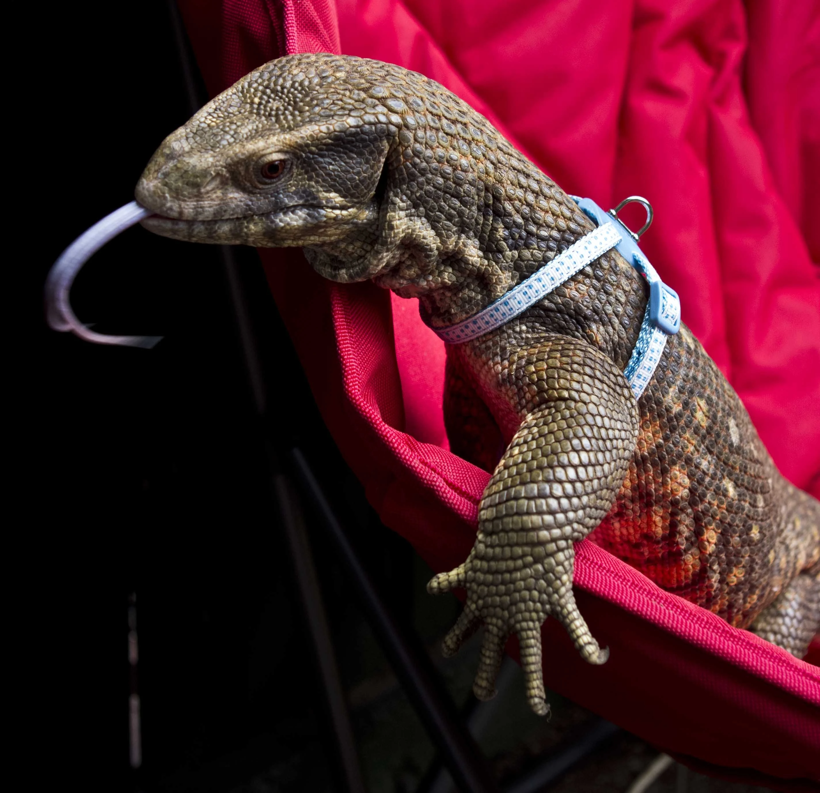 Иллюстрация к книге — Эд и Эля [book-illustration-1.webp]