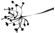 Иллюстрация к книге — Когда отцветает камелия [book-illustration-25.webp]