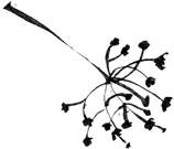 Иллюстрация к книге — Когда отцветает камелия [book-illustration-52.webp]