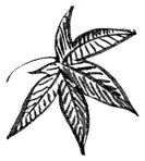 Иллюстрация к книге — Когда отцветает камелия [book-illustration-8.webp]