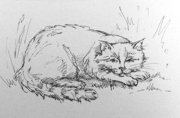 Иллюстрация к книге — Монологи бездомного кота [book-illustration-1.webp]