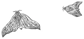 Иллюстрация к книге — Любовь всей моей смерти. Том 1 [book-illustration-29.webp]