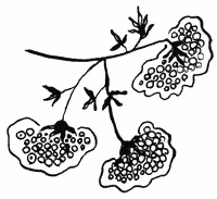 Иллюстрация к книге — Пока не погаснет последний фонарь. Том 4 [book-illustration-25.webp]