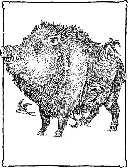 Иллюстрация к книге — Невероятные создания [book-illustration-24.webp]