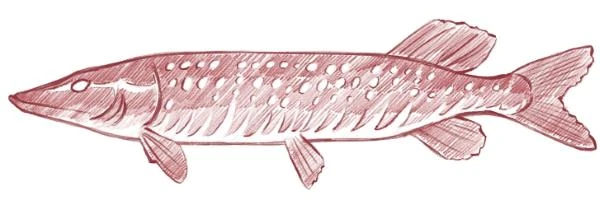 Иллюстрация к книге — Русские заветные сказки [book-illustration-17.webp]