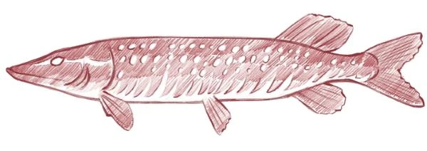 Иллюстрация к книге — Русские заветные сказки [book-illustration-37.webp]