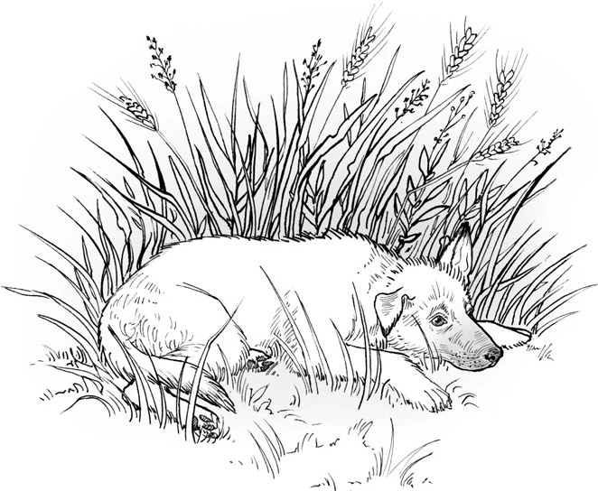 Иллюстрация к книге — Посмотри, наш сад погибает [book-illustration-23.webp]