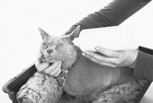 Как воспитать вашу кошку