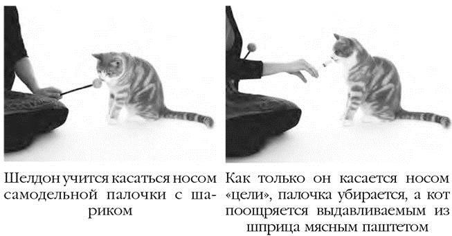 Как воспитать вашу кошку